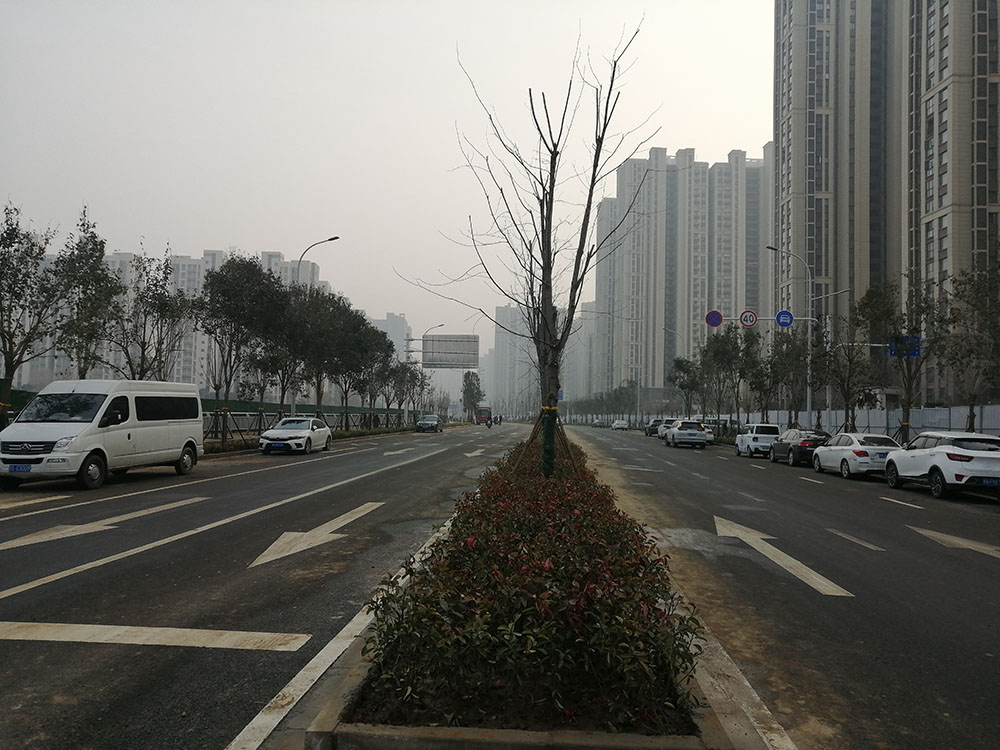 特事特辦、創(chuàng)造速度奇跡 --洛達路（中原路-穎河路）綠化工程完工